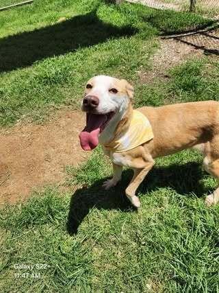 Simon aka Simoneπ #A137933, Adoptable, Adult Female Black Mouth Cur & Labrador Retriever.