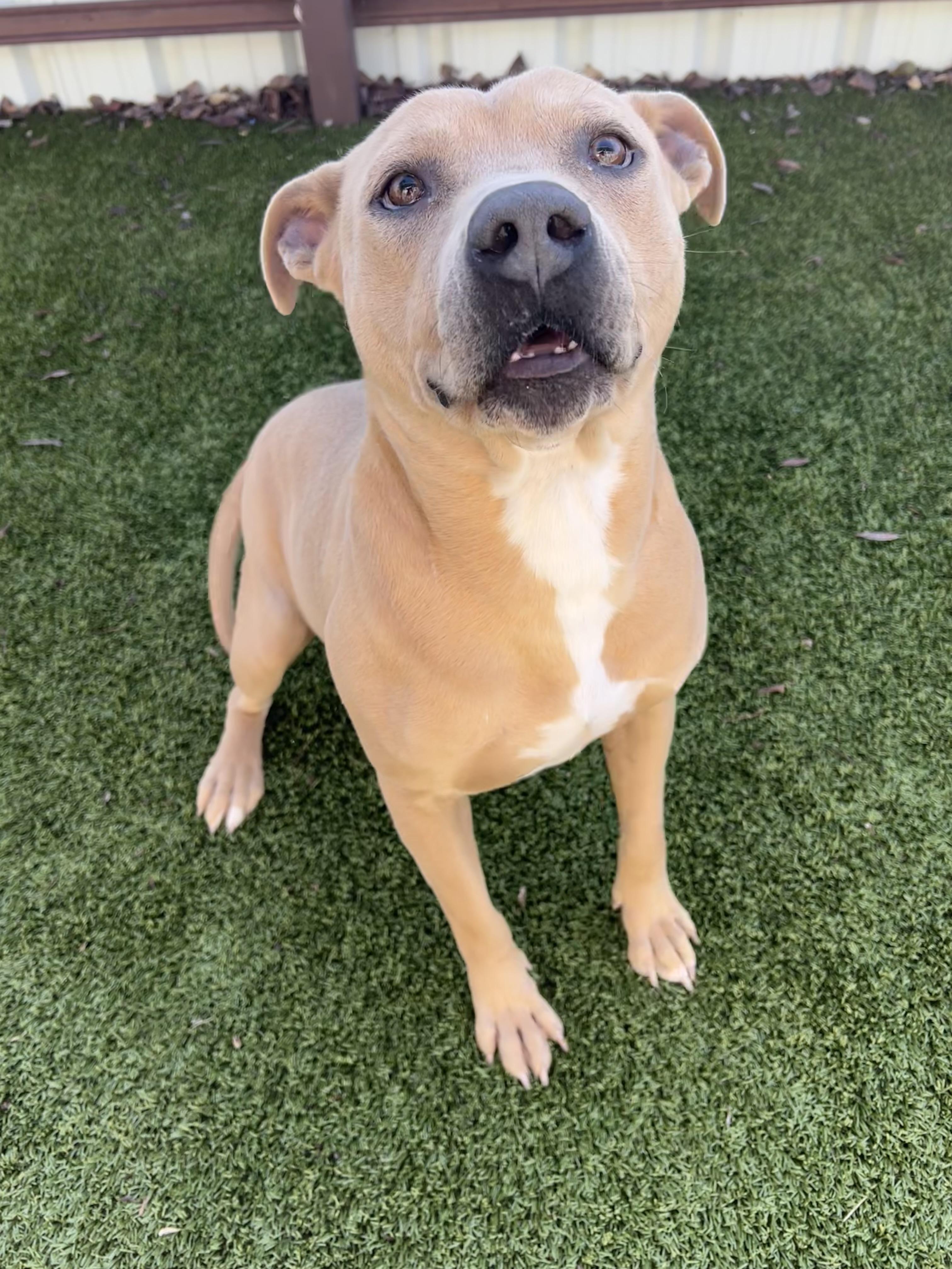 Enlarge Lorax, a ADOPTABLE mixed breed in Warr Acres, OK image 1/4