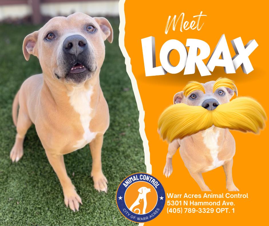 Enlarge Lorax, a ADOPTABLE mixed breed in Warr Acres, OK image 2/4
