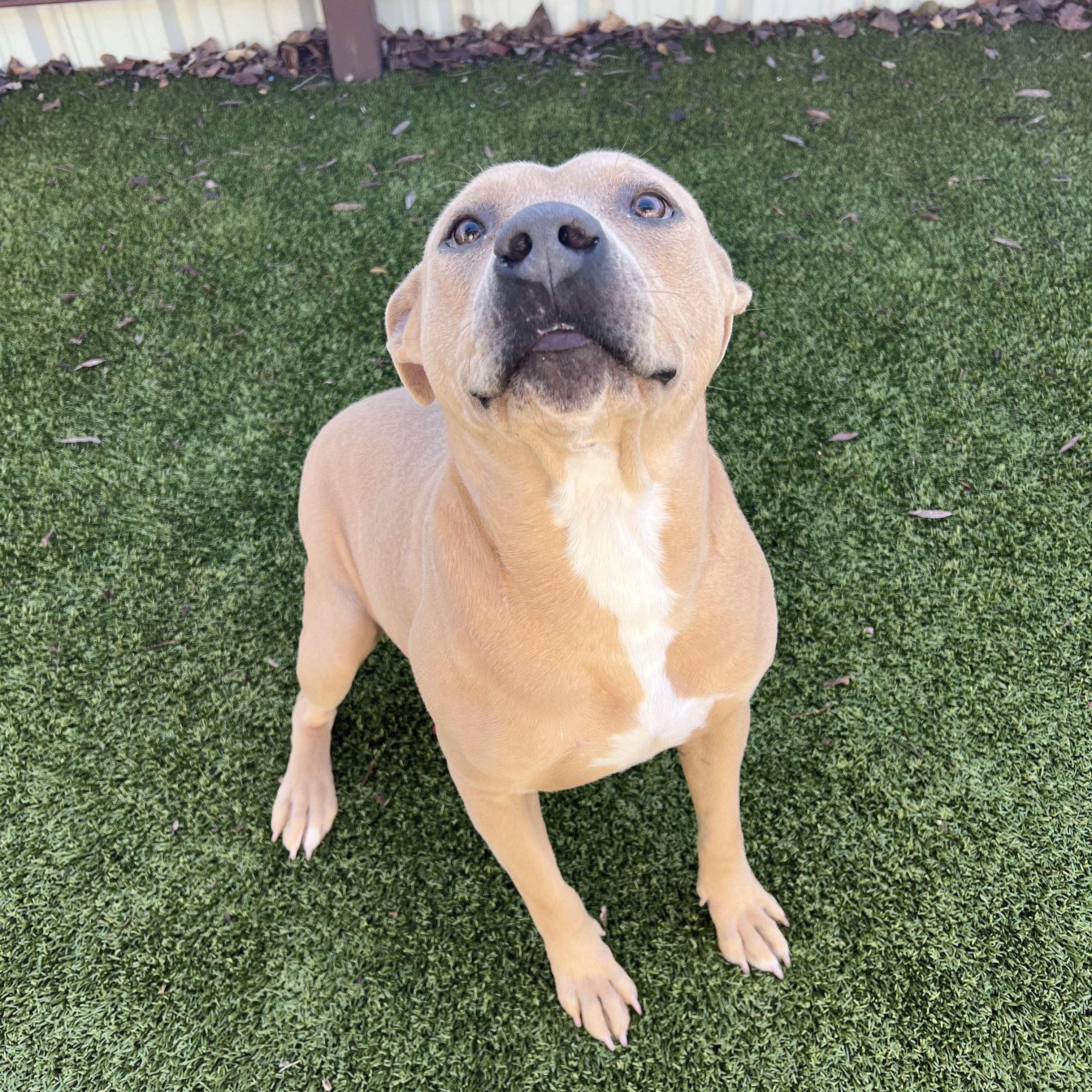 Enlarge Lorax, a ADOPTABLE mixed breed in Warr Acres, OK image 3/4