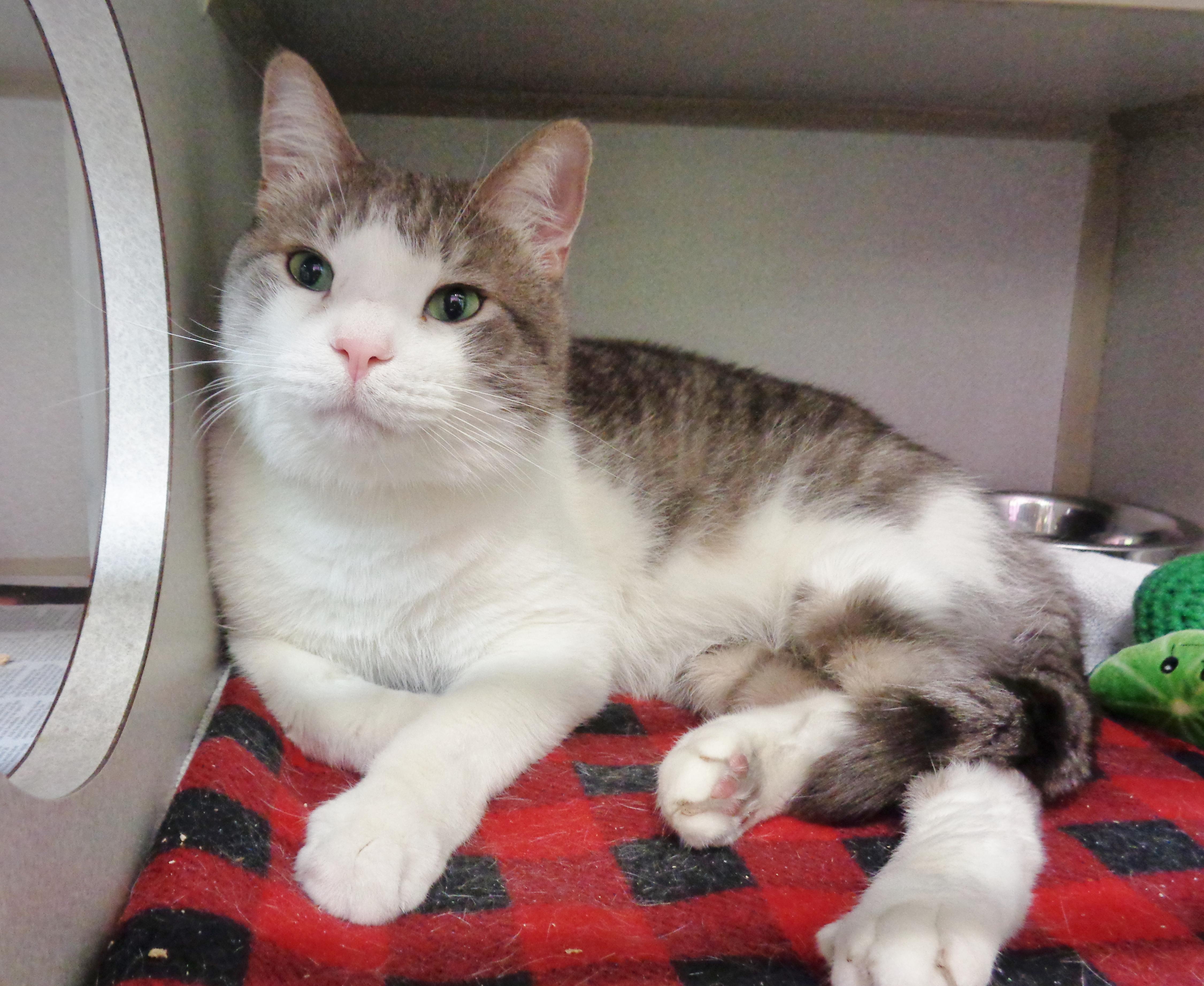 APOLLO, Adopted, Adult Male Tiger.