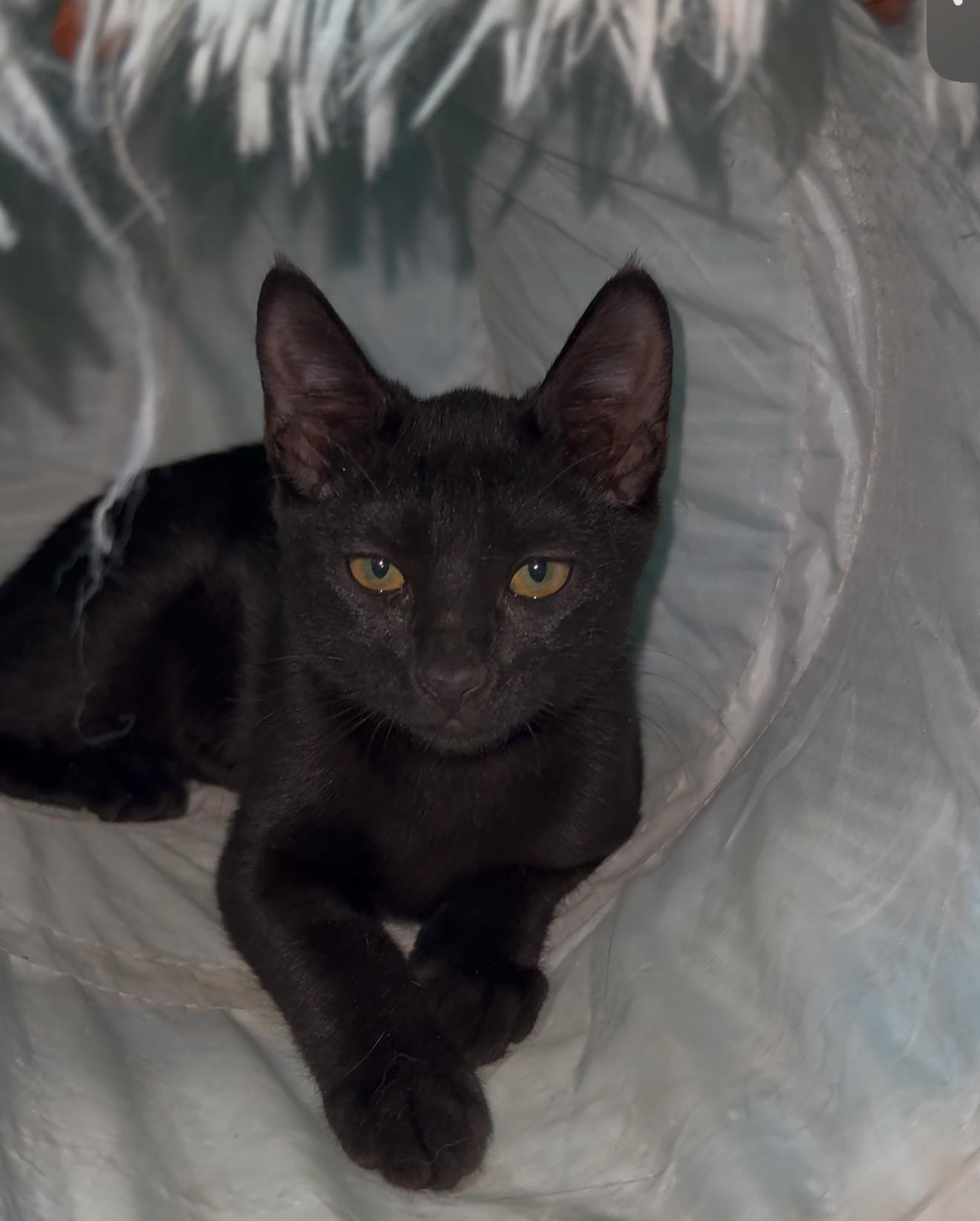 Enlarge Abra, a Adoptable mixed breed in Manchester, NH image 3/4