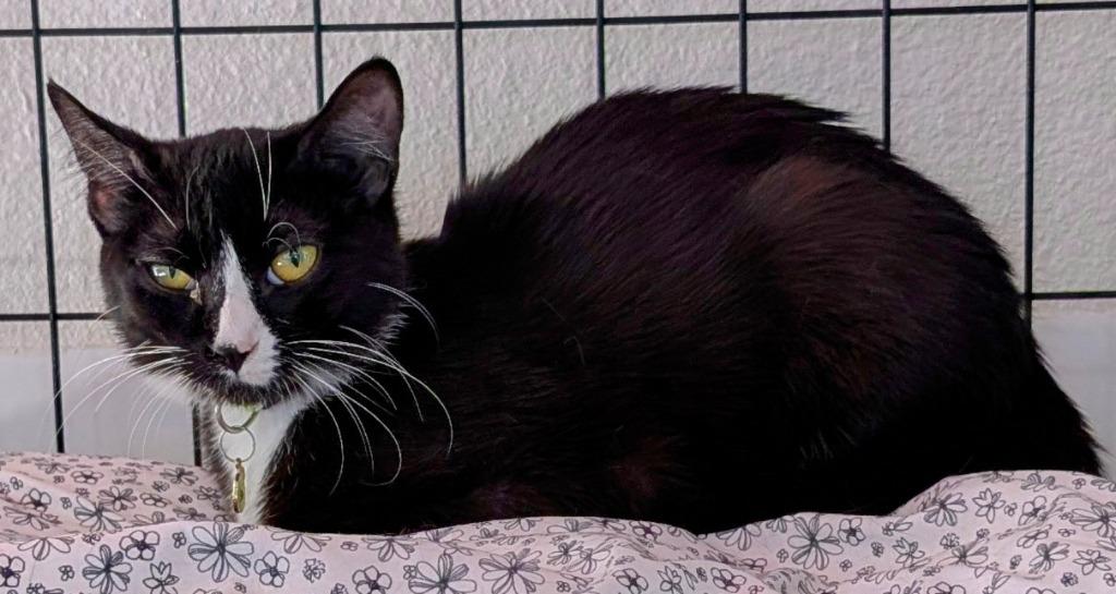 Azur, Adoptable, Young Female Domestic Short Hair.