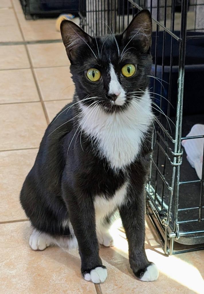 Enlarge Azur, a Adoptable mixed breed in Peoria, AZ image 2/6