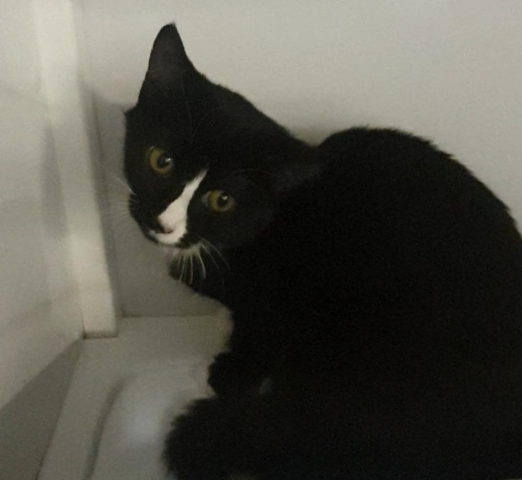 Enlarge Azur, a Adoptable mixed breed in Peoria, AZ image 4/6