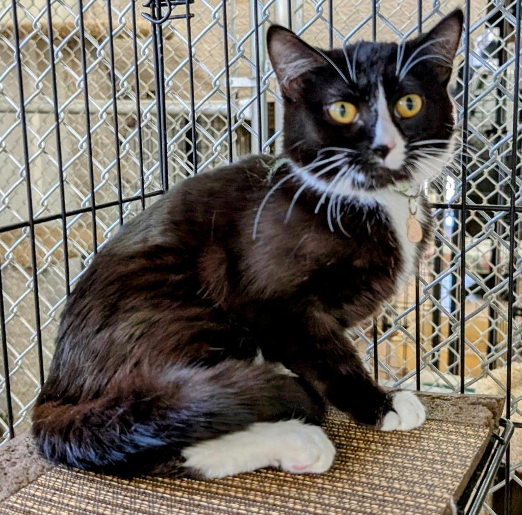 Enlarge Azur, a Adoptable mixed breed in Peoria, AZ image 6/6