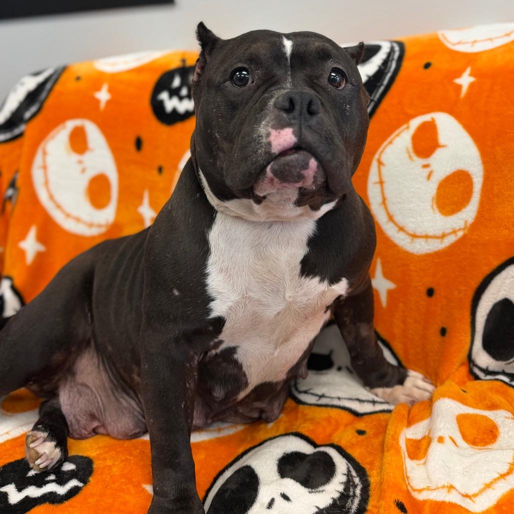 Miss Hippo L-42-26, Adoptable, Adult Female American Bully.