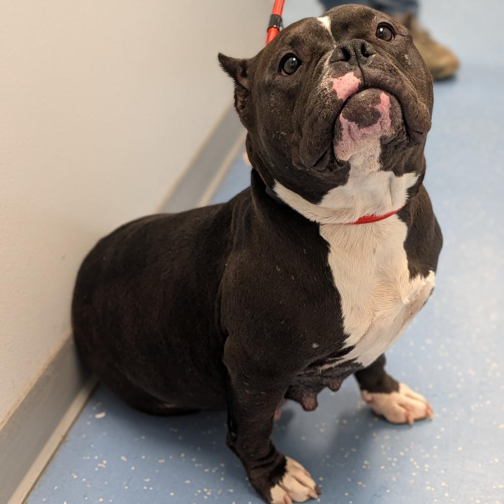 Enlarge Miss Hippo L-42-26, a Adoptable American Bully in Watertown, NY image 2/4