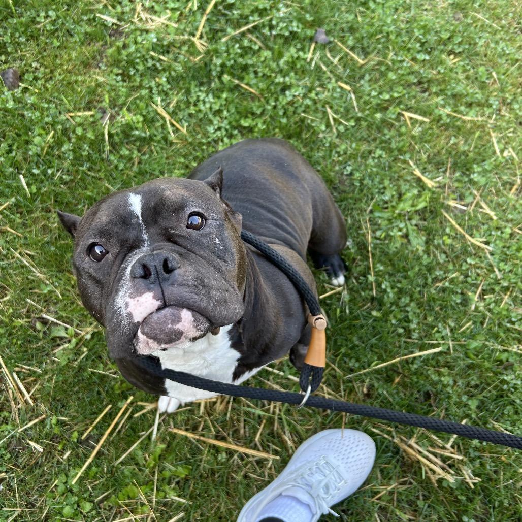 Enlarge Miss Hippo L-42-26, a Adoptable American Bully in Watertown, NY image 3/4