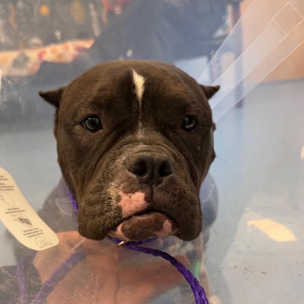 Enlarge Miss Hippo L-42-26, a Adoptable American Bully in Watertown, NY image 4/4