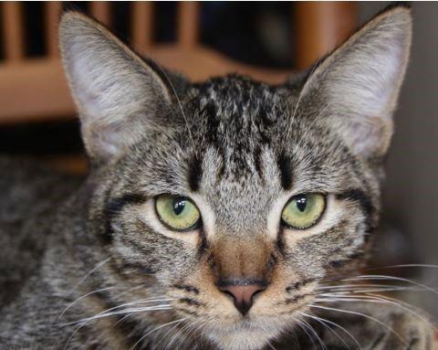 Enlarge Z man, a Adoptable mixed breed in Land O Lakes, FL image 1/1