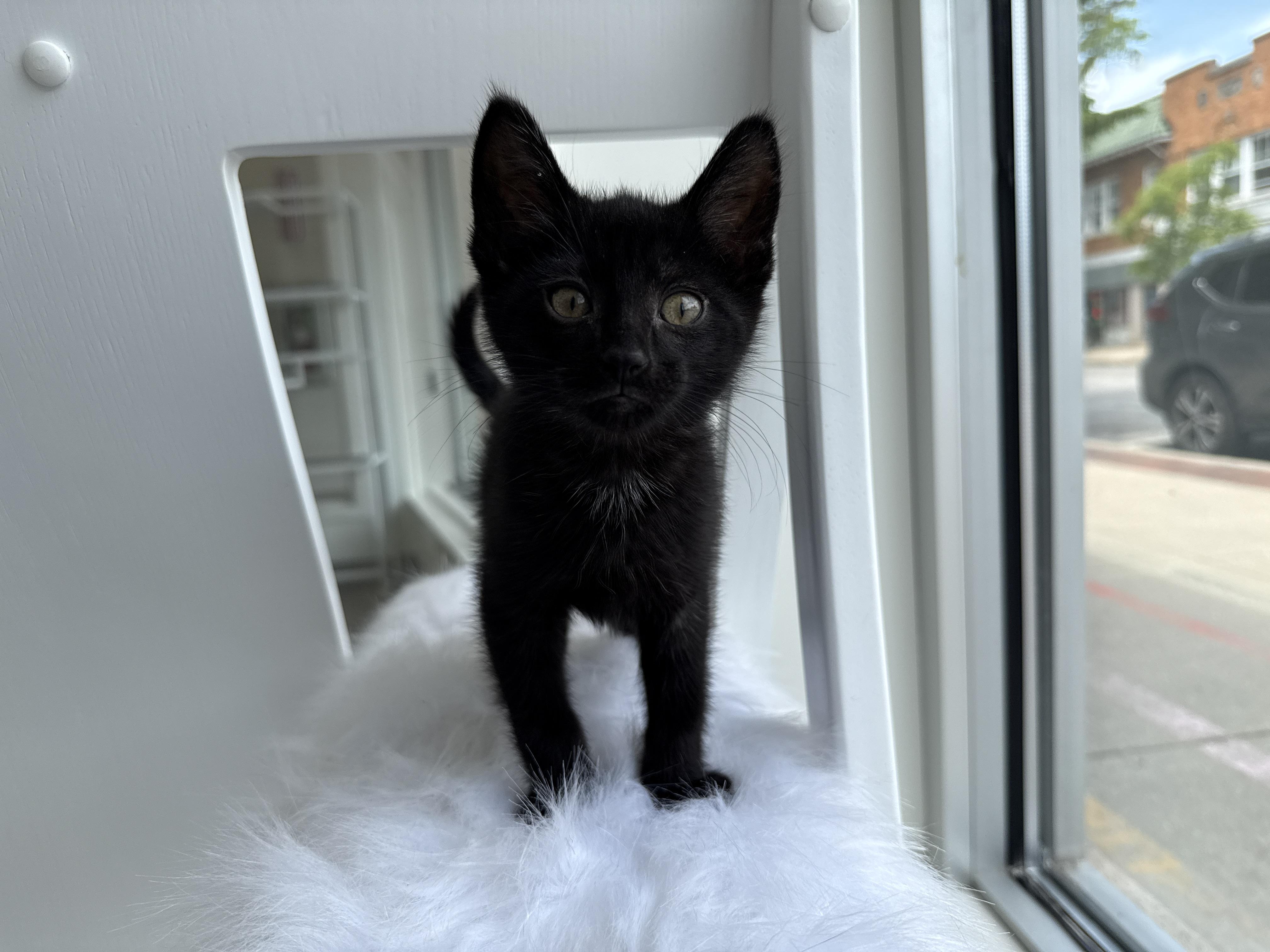 Potato, a Adoptable Domestic Short Hair in Evanston, IL image 2/2