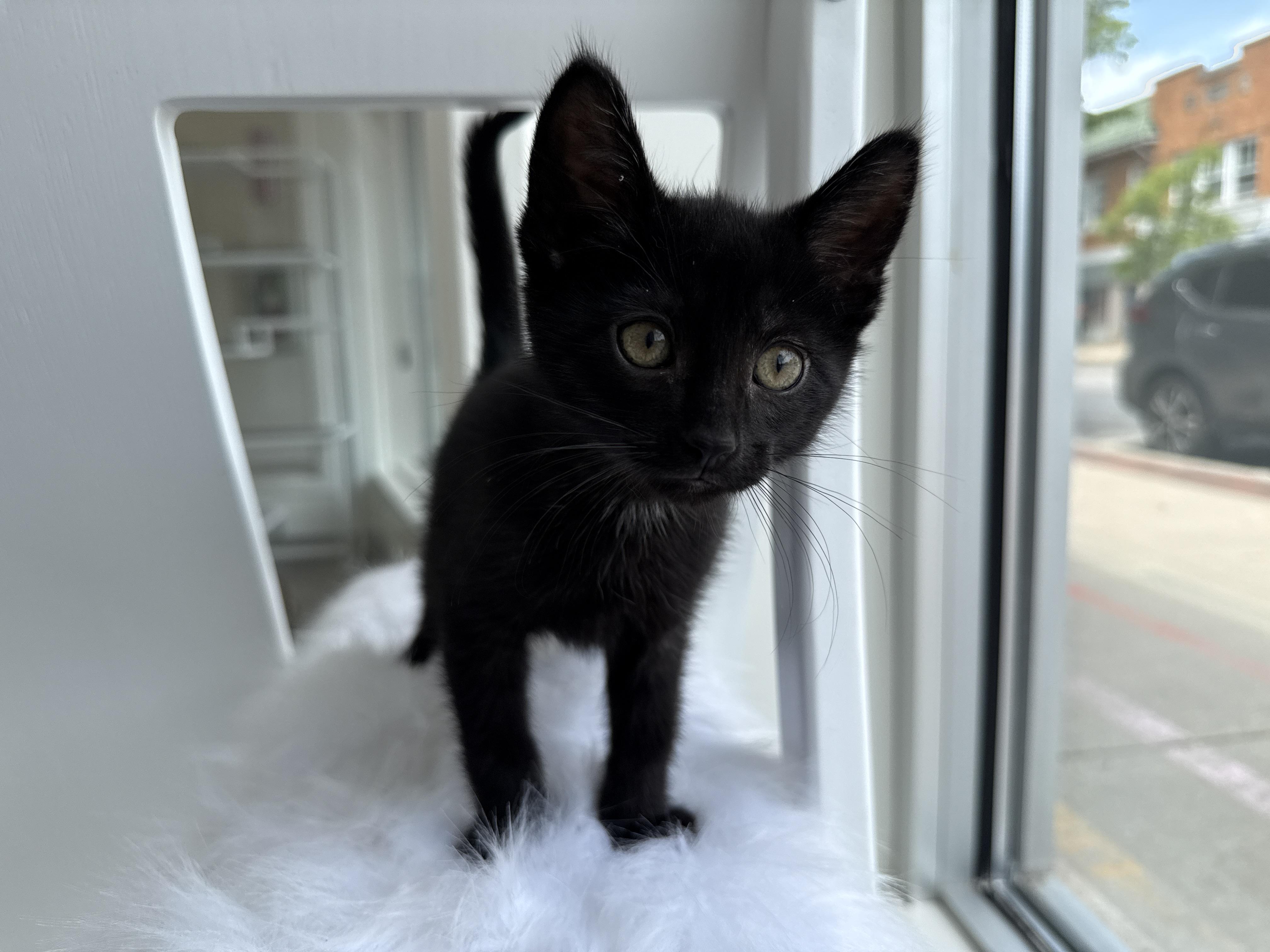 Potato, Adoptable, Kitten Male Domestic Short Hair.