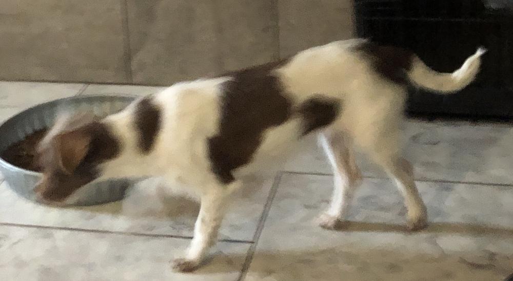 Enlarge Pringles, a Adopted mixed breed in Minneapolis, KS image 1/6