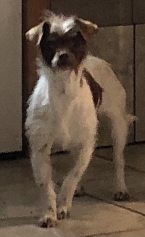 Enlarge Pringles, a Adopted mixed breed in Minneapolis, KS image 2/6