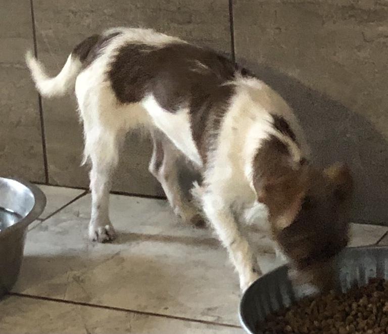 Enlarge Pringles, a Adopted mixed breed in Minneapolis, KS image 3/6