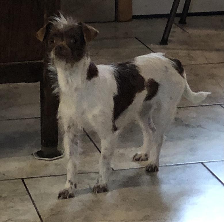 Enlarge Pringles, a Adopted mixed breed in Minneapolis, KS image 4/6