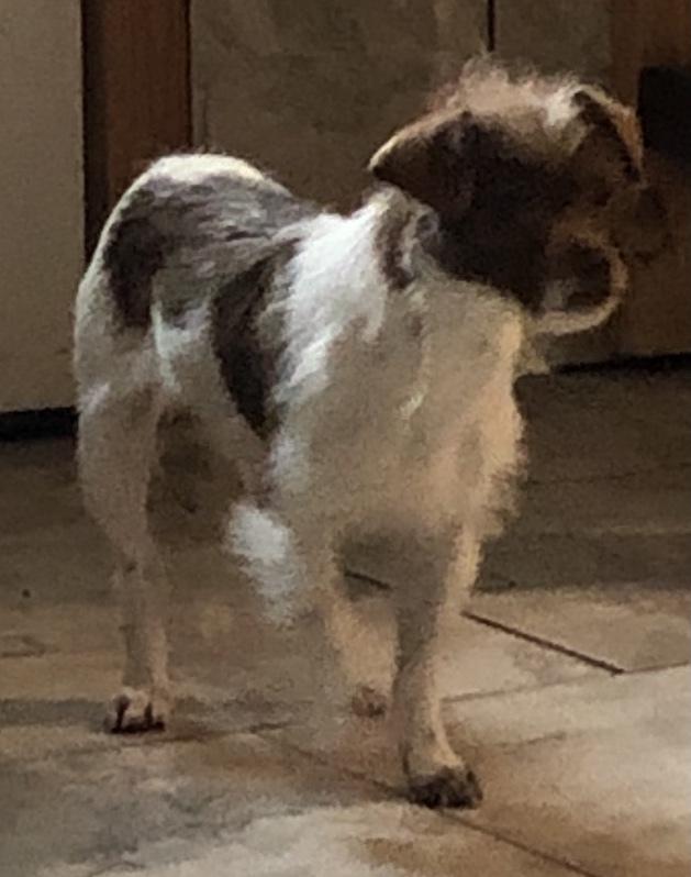 Enlarge Pringles, a Adopted mixed breed in Minneapolis, KS image 5/6