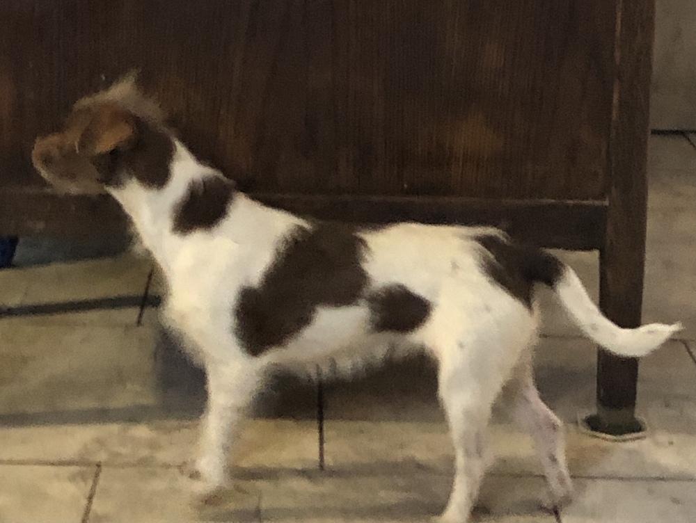 Enlarge Pringles, a Adopted mixed breed in Minneapolis, KS image 6/6