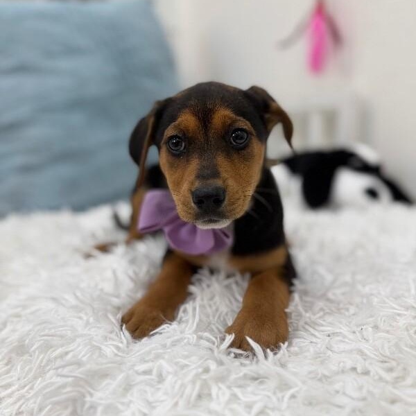 Astra Celestial — thumbnail 4