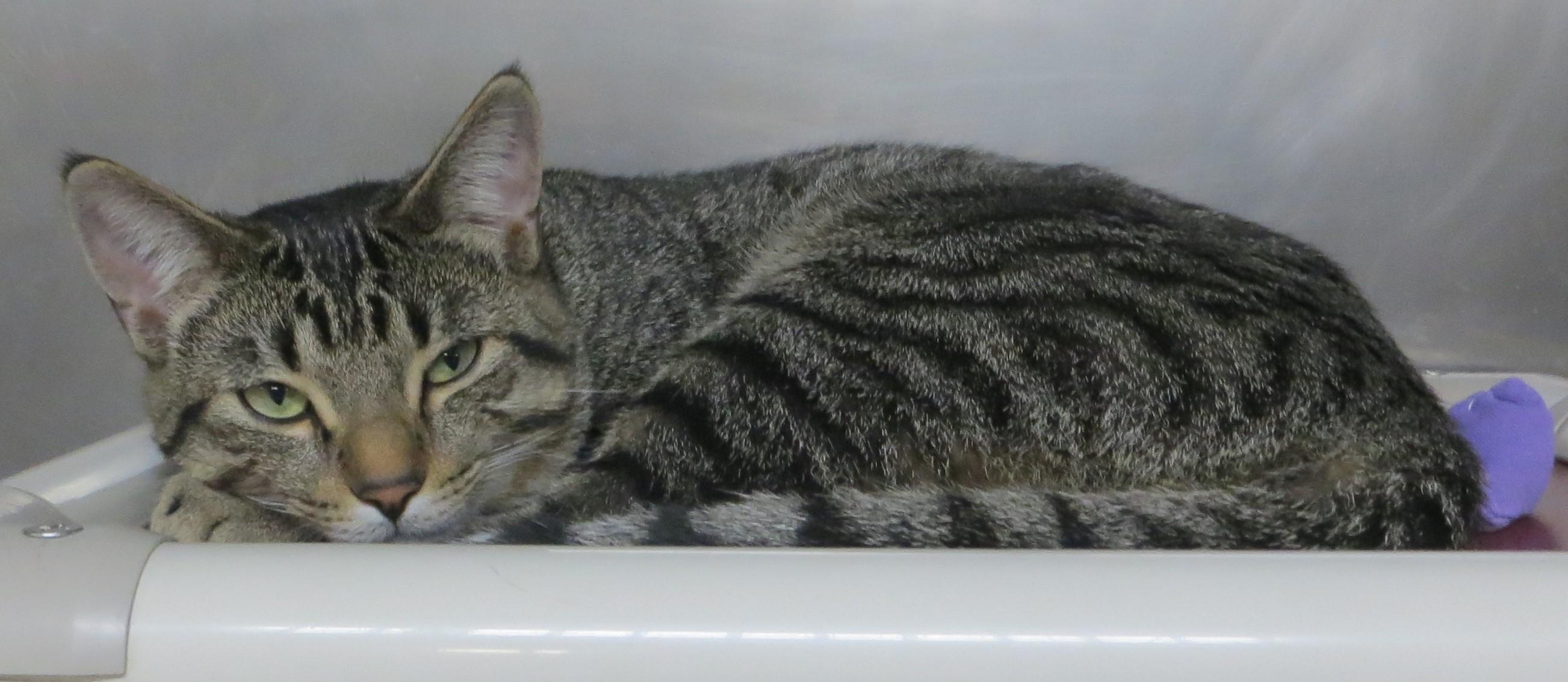 LABRAUN (Adoption Pending)