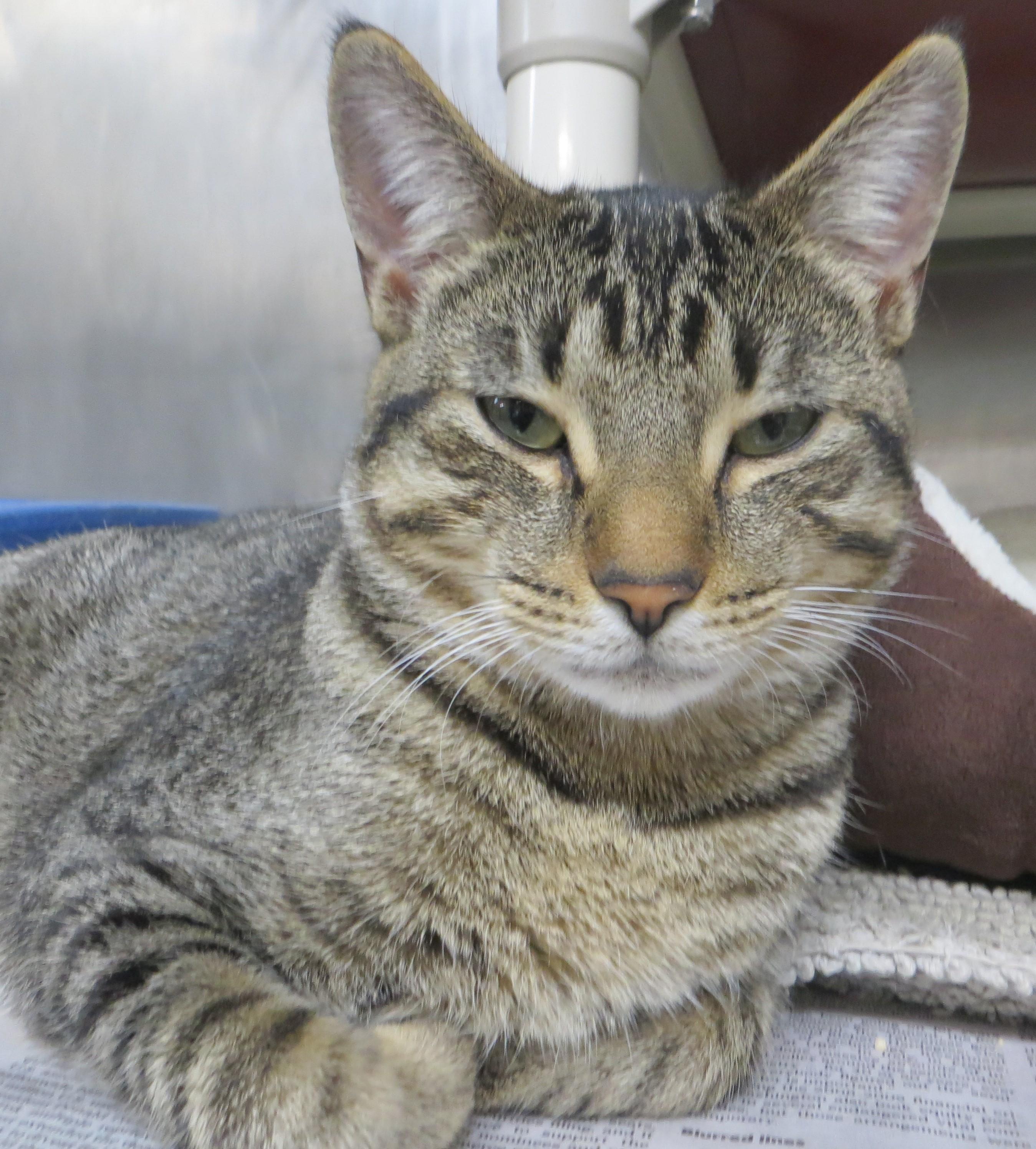 LABRAUN (Adoption Pending)