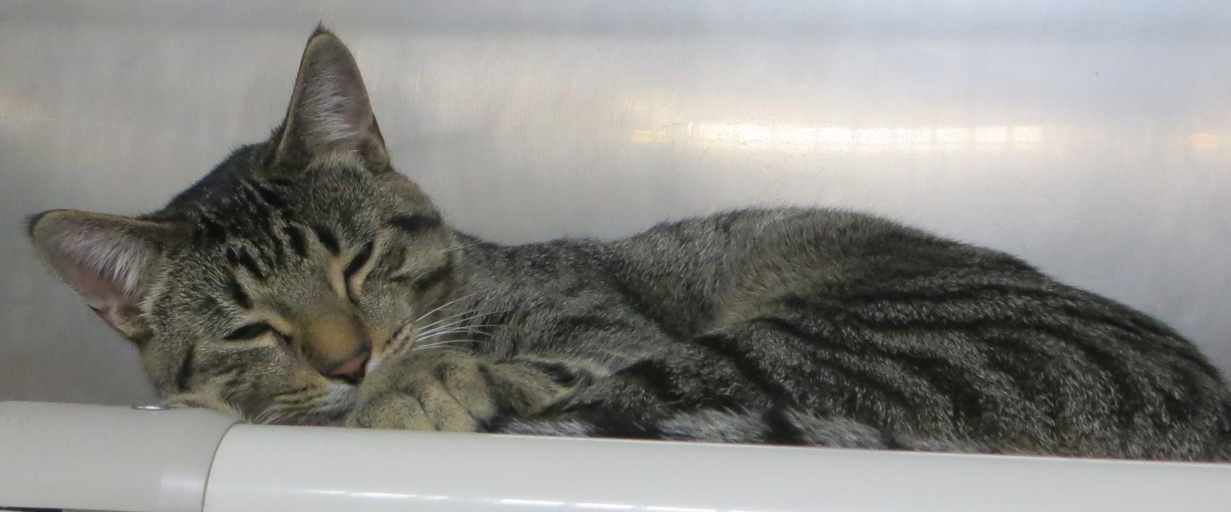 LABRAUN (Adoption Pending)