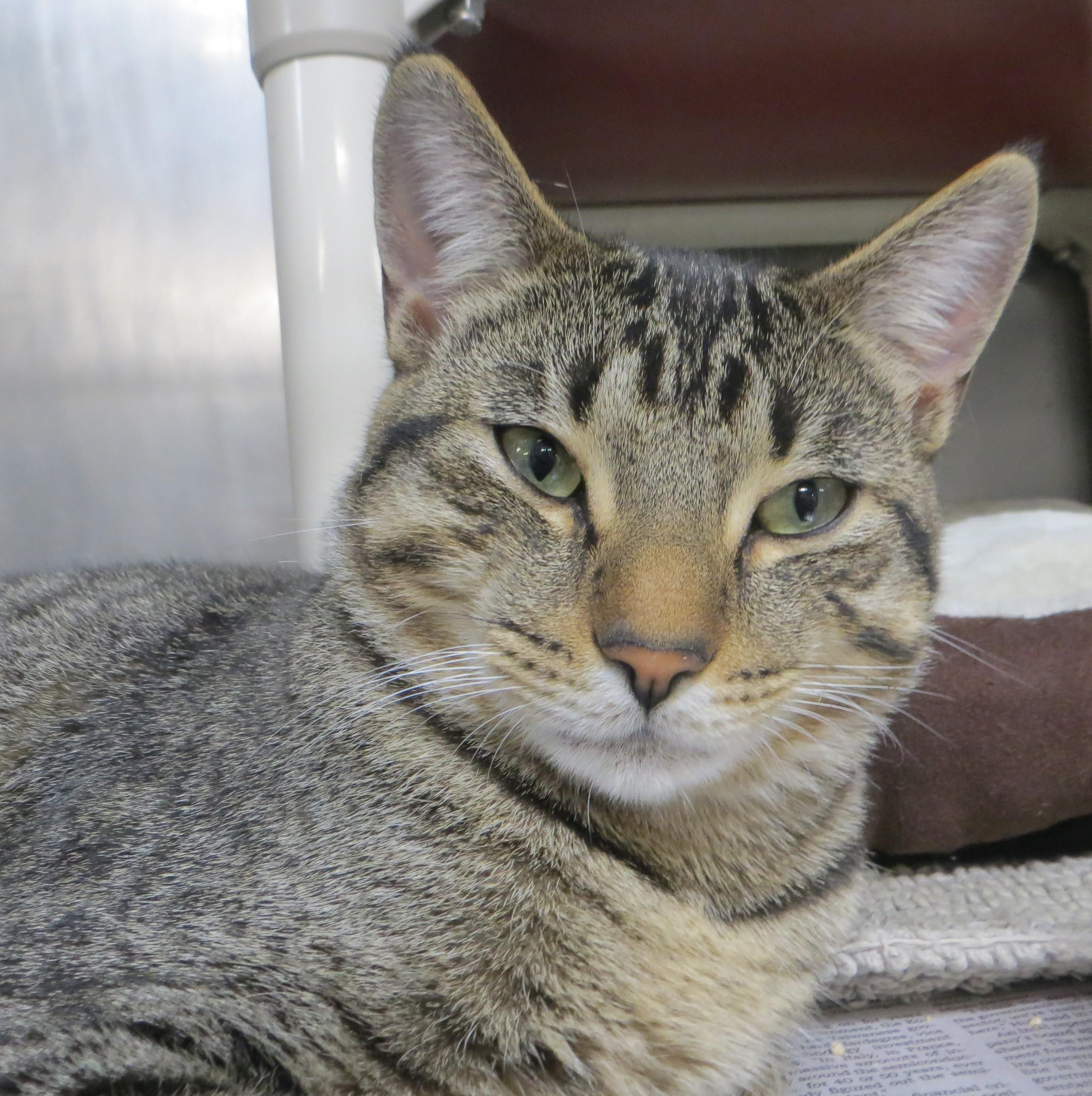 LABRAUN (Adoption Pending)