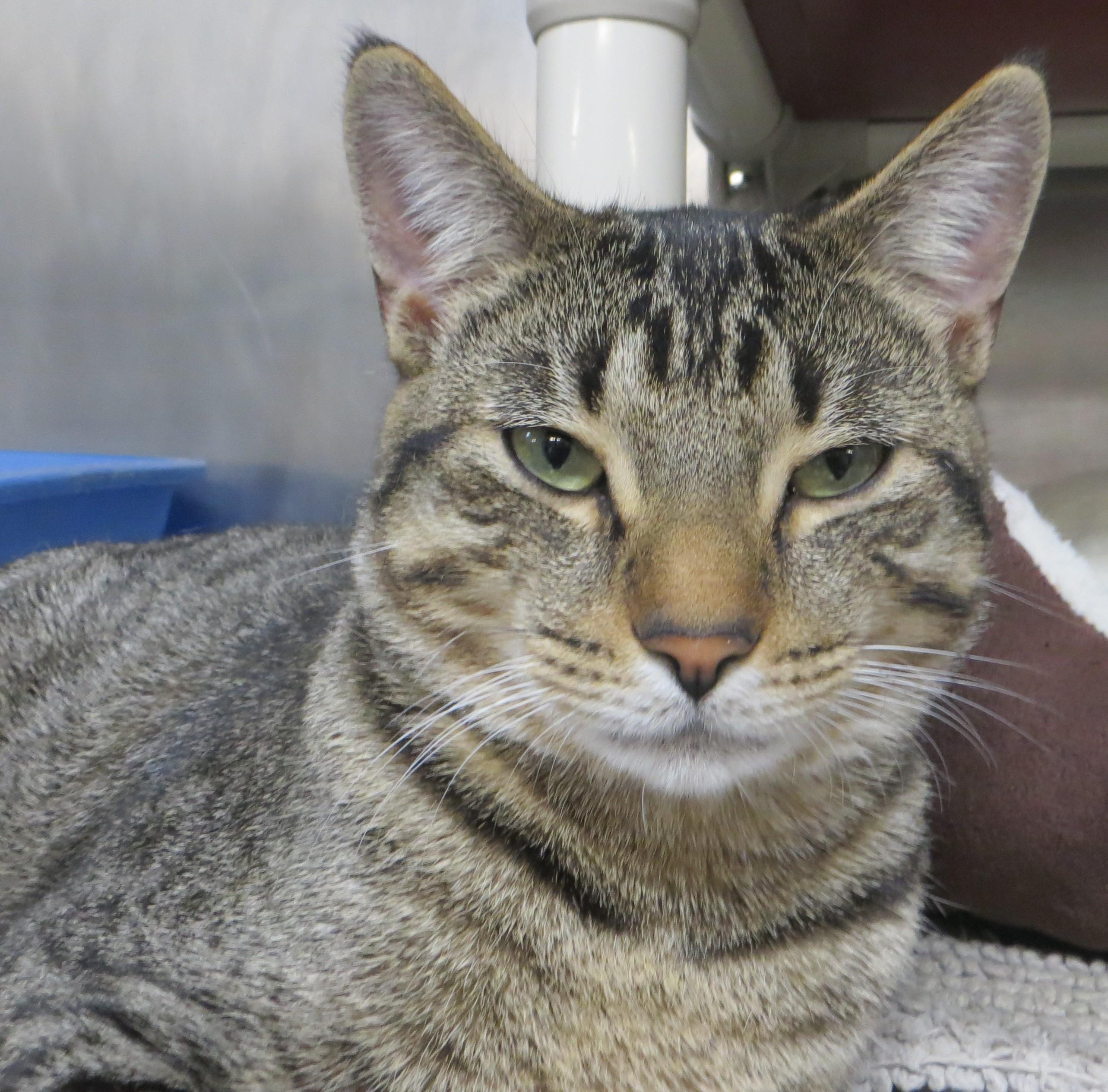 LABRAUN (Adoption Pending)