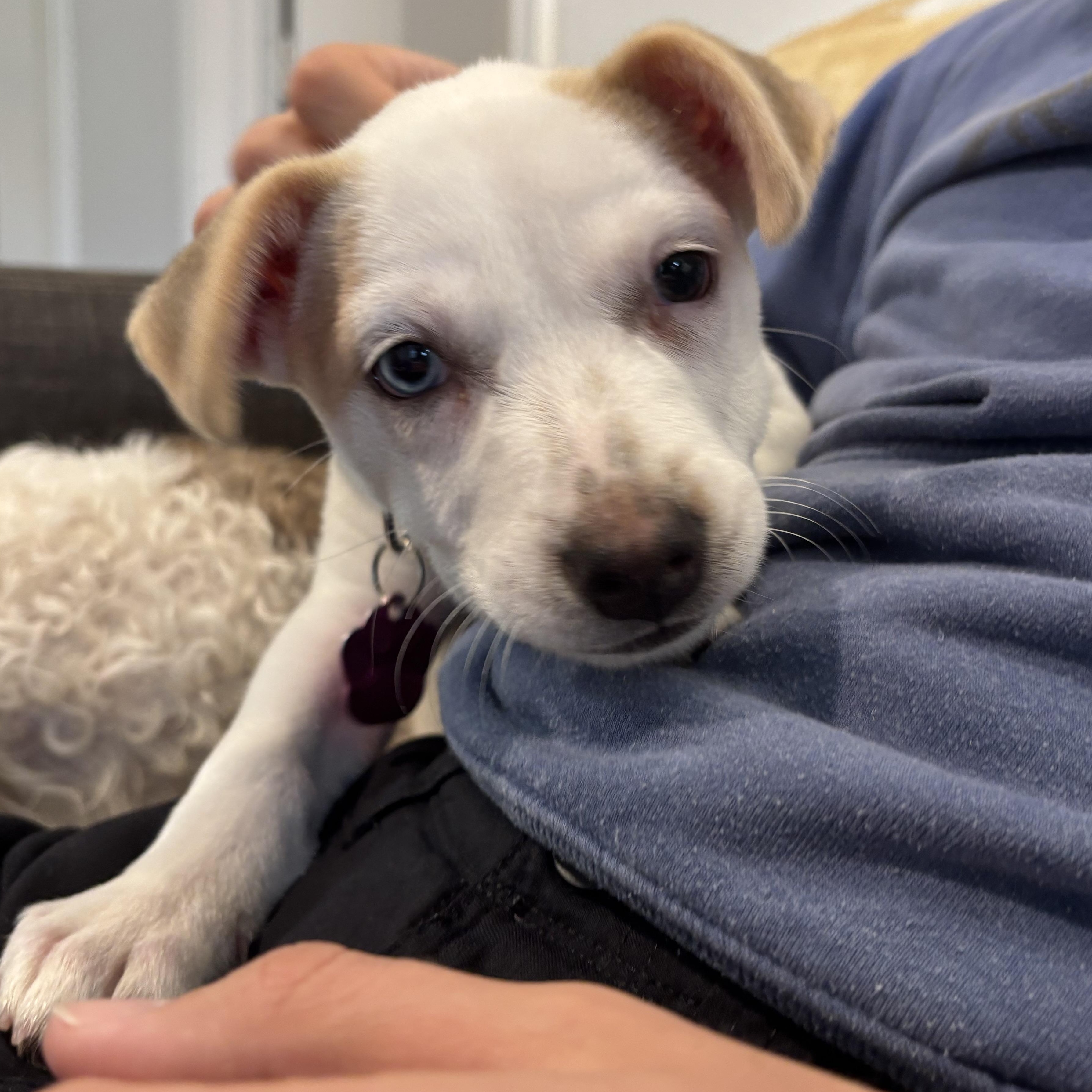 Ski, an adopted mixed breed in Tallahassee, FL image 4/4