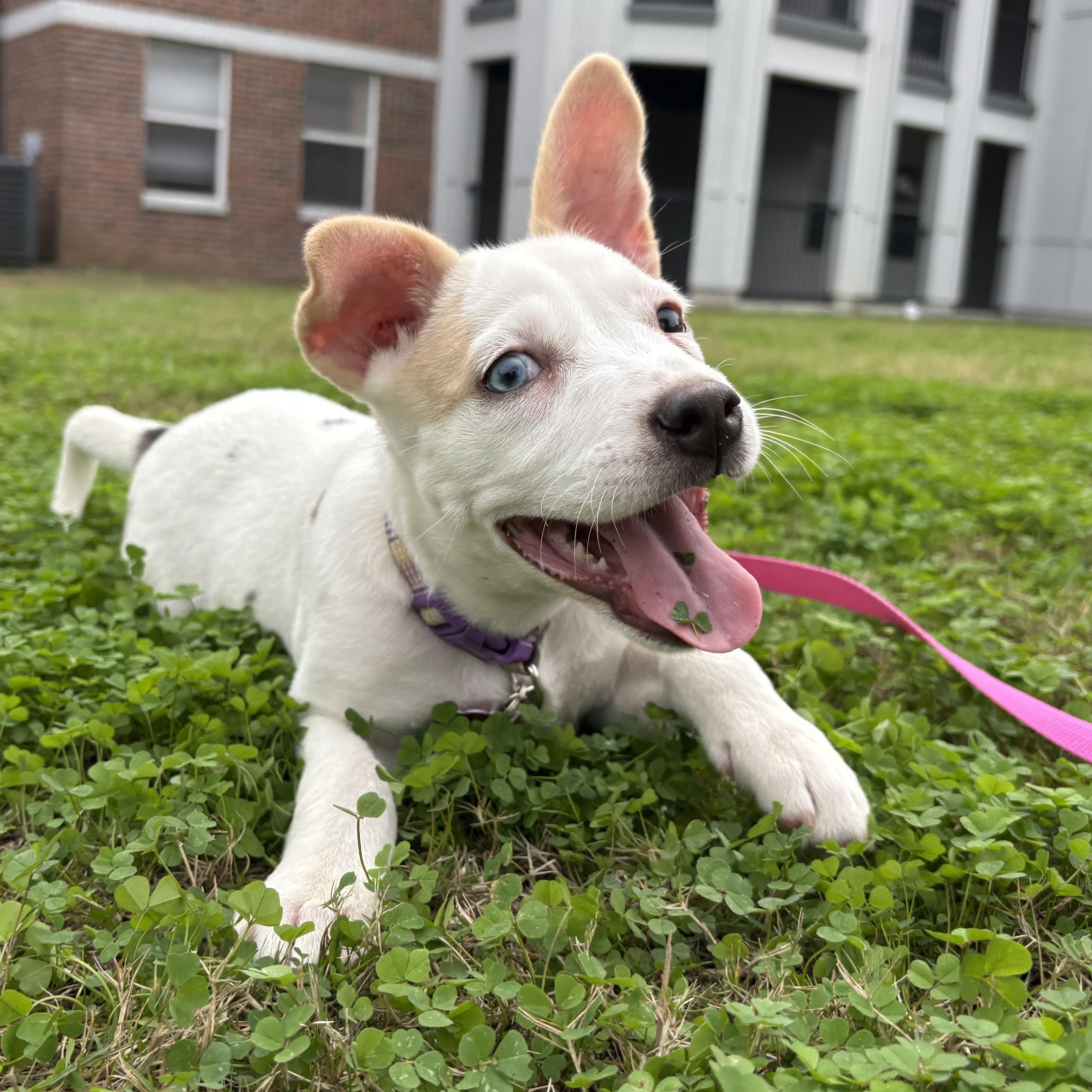 Ski, an adopted mixed breed in Tallahassee, FL image 2/4