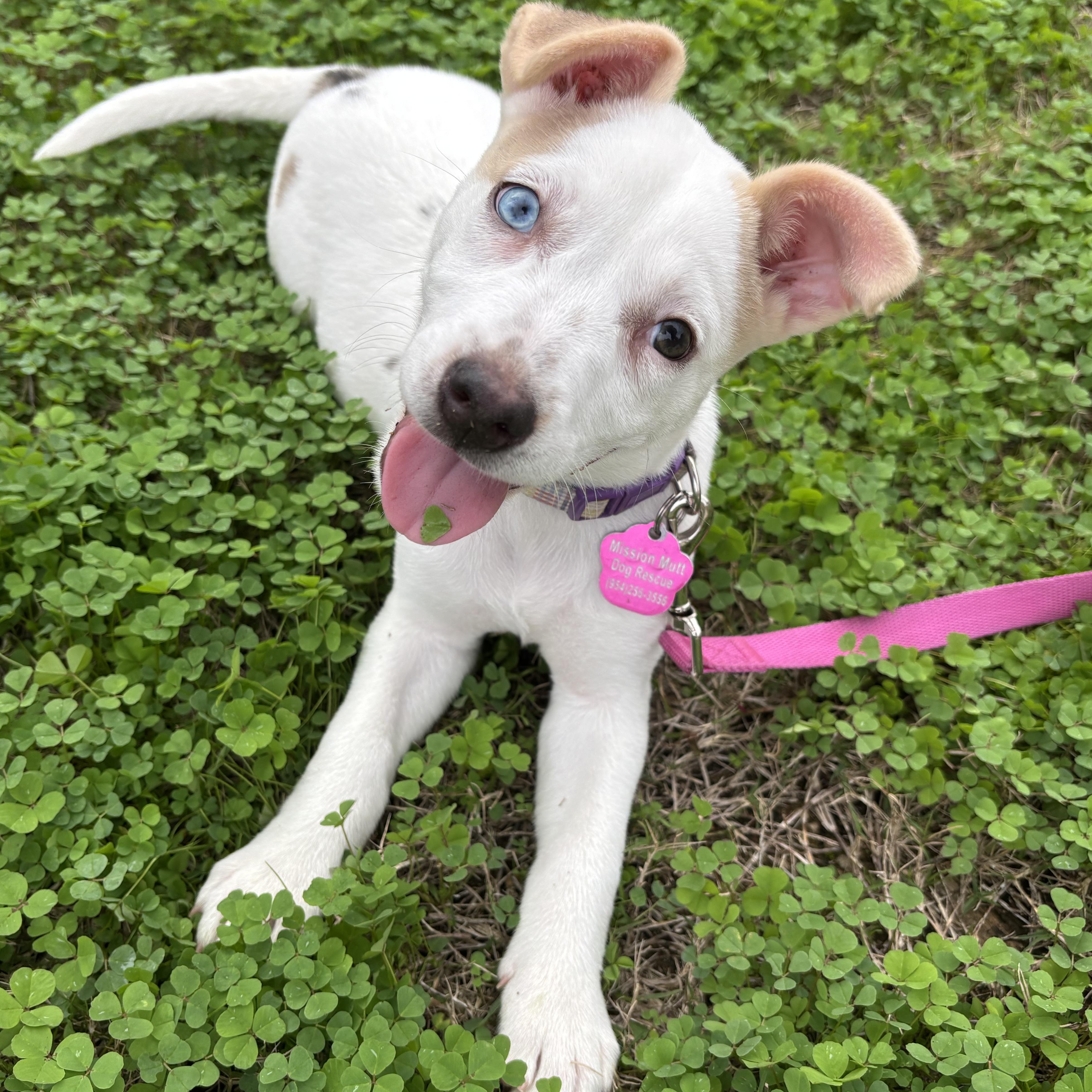 Ski, an adopted mixed breed in Tallahassee, FL image 1/4