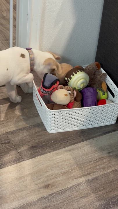 Enlarge Ski, an adopted mixed breed in Tallahassee, FL video 3/4