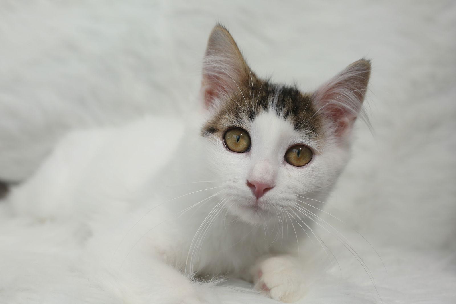 Sultan, Adoptable, Young Male Domestic Medium Hair.