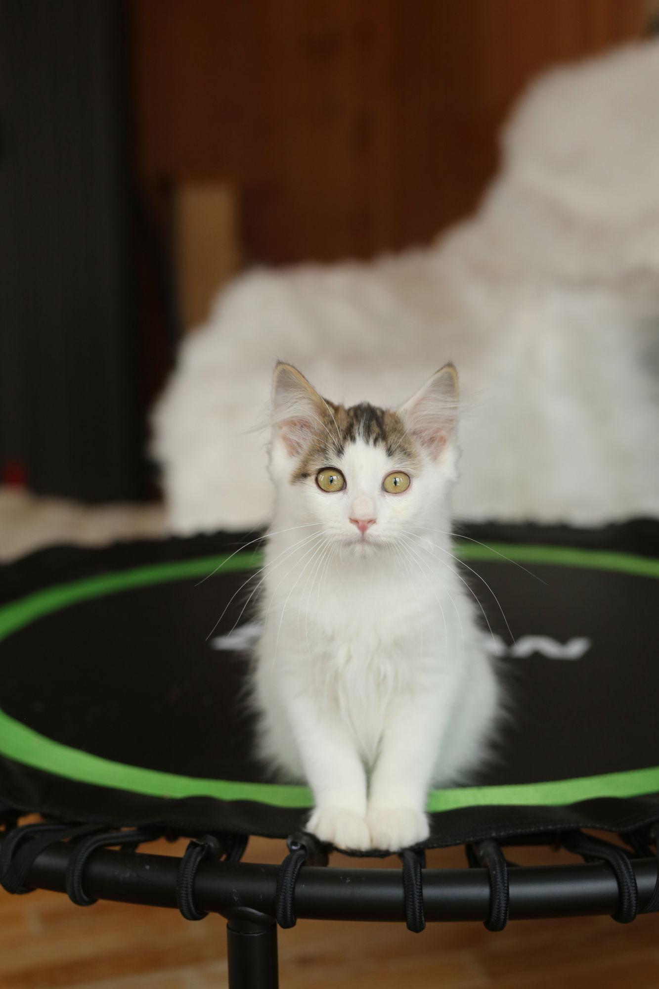 Enlarge Sultan, a Adoptable Domestic Medium Hair in New Prague, MN image 1/1