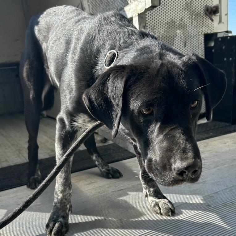 Enlarge Booker T, a Adoptable mixed breed in Carlyle, IL image 1/1
