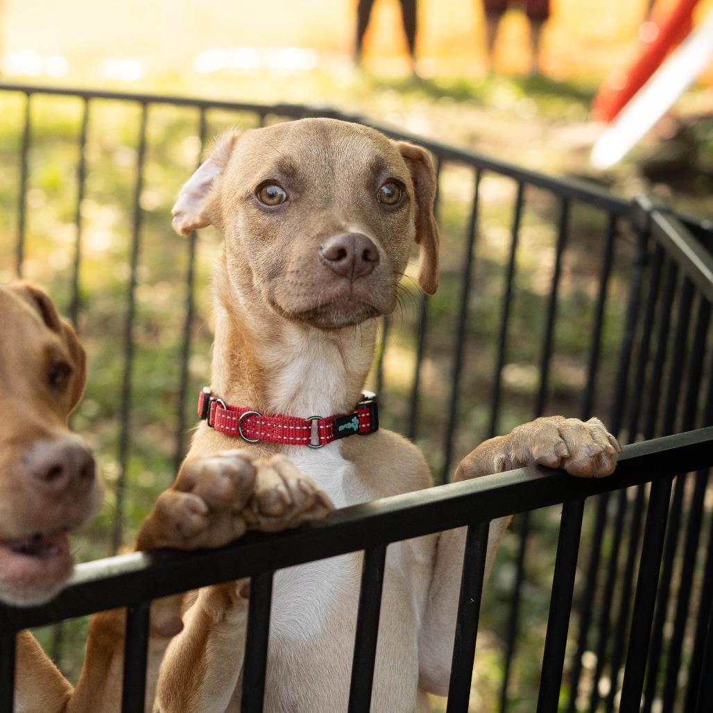 Soup, Adoptable, Puppy Male Pit Bull Terrier & Mixed Breed.