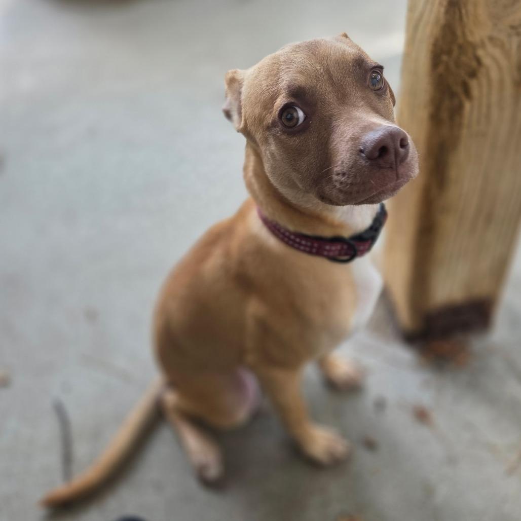 Enlarge Soup, a Adoptable mixed breed in Louisville, KY image 2/4