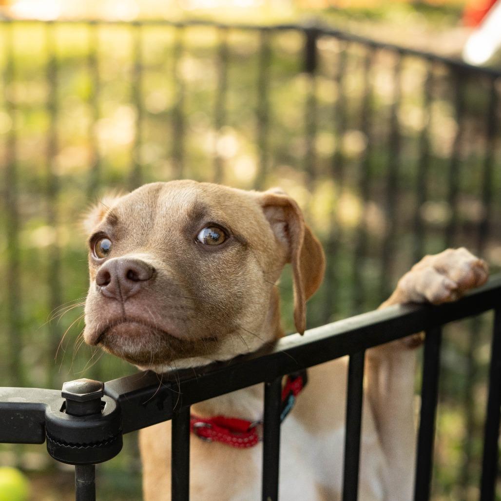 Enlarge Soup, a Adoptable mixed breed in Louisville, KY image 3/4