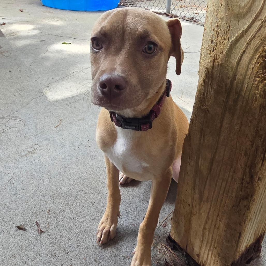Enlarge Soup, a Adoptable mixed breed in Louisville, KY image 4/4