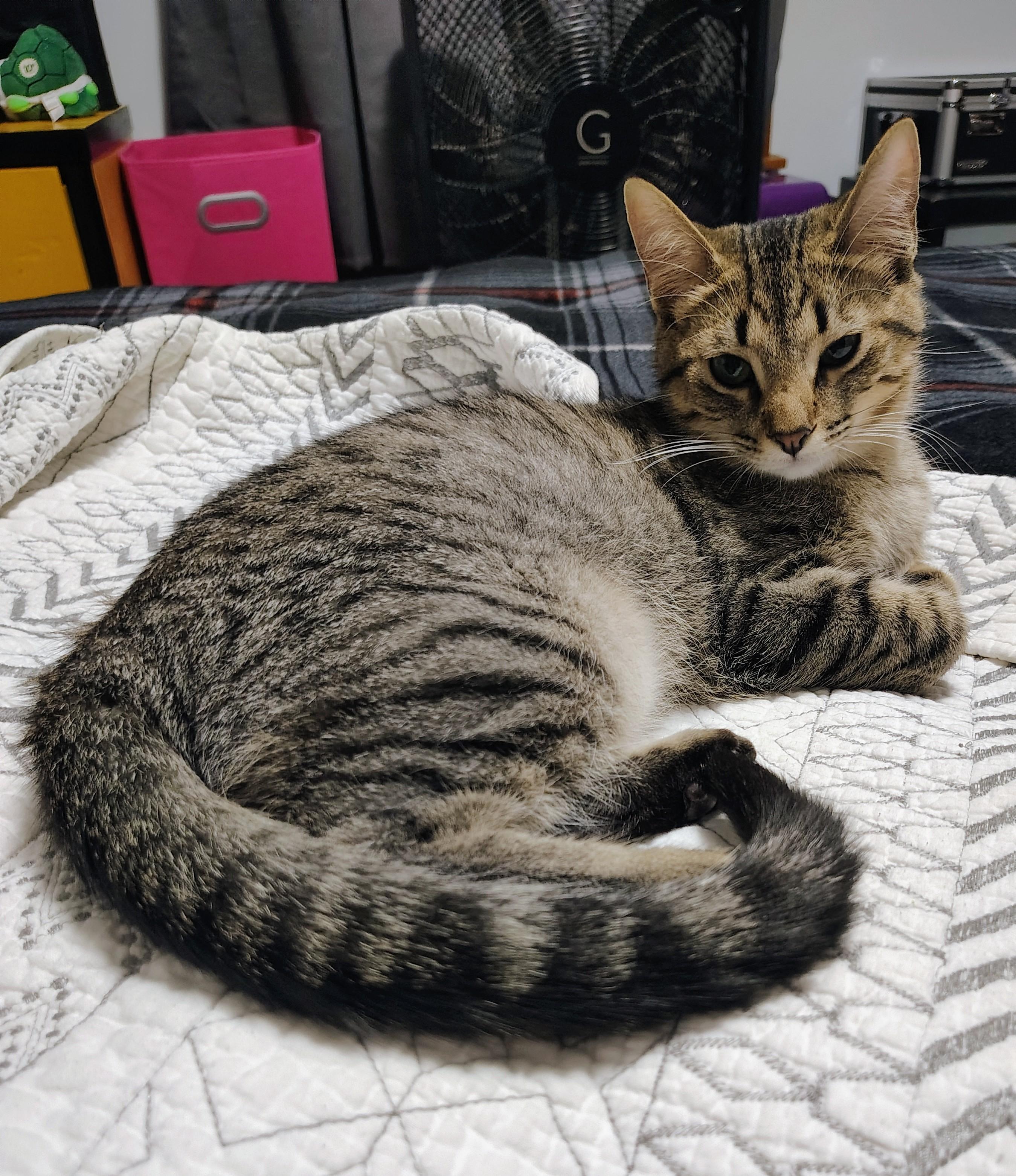 Patty Ann, ADOPTABLE, Adult Female Domestic Short Hair.