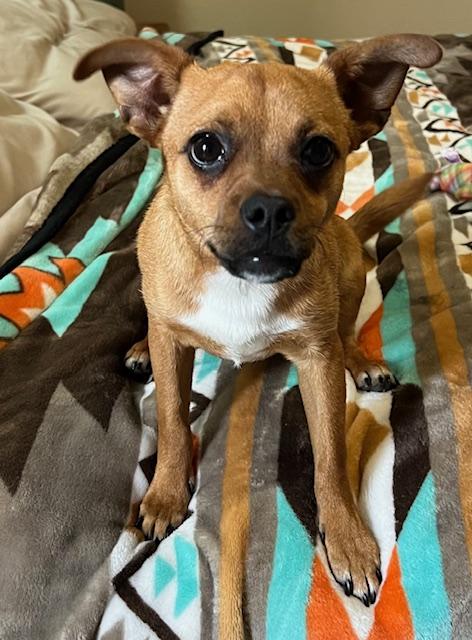 Charlie, an adoptable Chihuahua in Amarillo, TX, 79105 | Photo Image 1