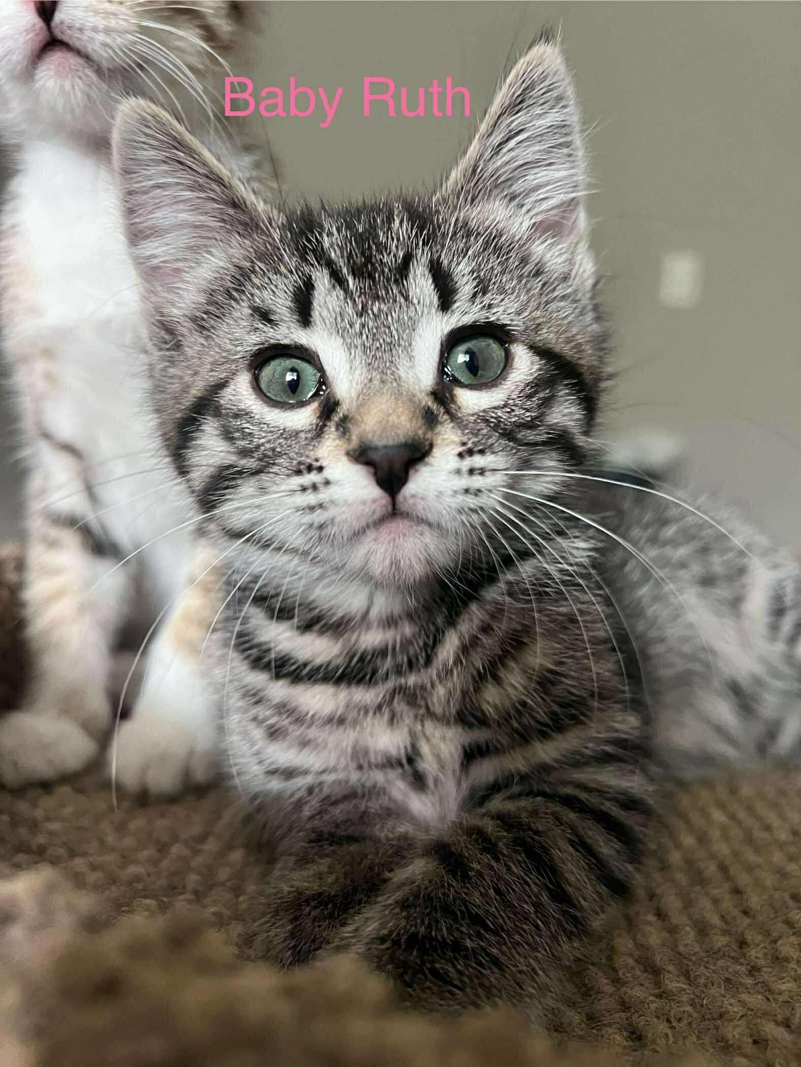 Baby Ruth, a Adopted mixed breed in Minneapolis, MN image 1/3