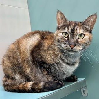 Enlarge Echo, an adopted Domestic Medium Hair in Santa Cruz, CA image 3/3