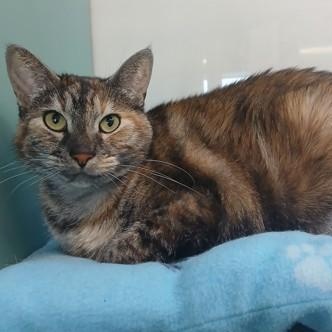 Enlarge Echo, an adopted Domestic Medium Hair in Santa Cruz, CA image 2/3