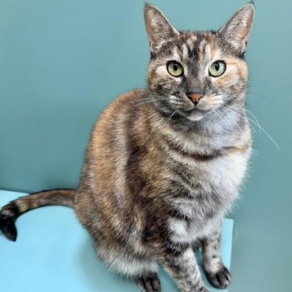 Echo, adopted, Adult Female Domestic Medium Hair.