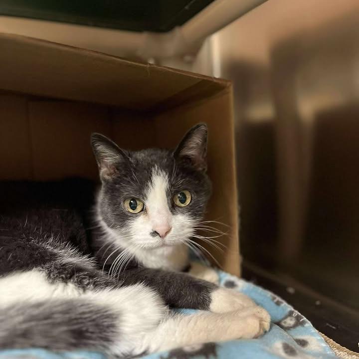 Enlarge Jax, a Adoptable Domestic Short Hair in Milan, IL image 2/2