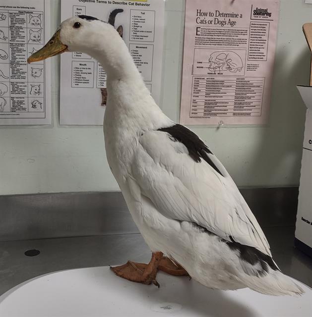 Enlarge PUDDLES, a Adoptable Duck in Santa Cruz, CA image 1/1