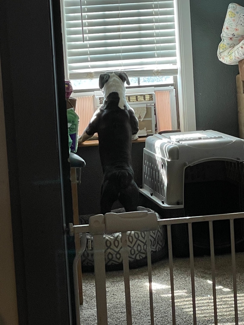 Enlarge Cobalt, a Adoptable mixed breed in AMARILLO, TX image 3/6