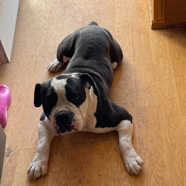 Enlarge Cobalt, a Adoptable mixed breed in AMARILLO, TX image 1/6